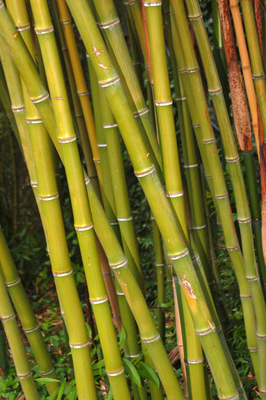 Phyllostachys bambusoides