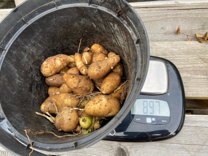 Harvested the last 3 varieties from the 5 initial ones.

This is 185 days after planting.

Nicola: 299g

Laura: 680g (red ones)

Russet Burbank: 897g