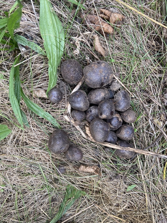 Harvested the Adretta and Blue Congo varieties since they were completely dead after summer and did not survive the drought. The other three are growing back after the heat and I let them in until they die.

Adretta harvest: 463g

Blue Congo harvest: 120g

Most of the tubers are too tiny to peal or eat.

167 days after planting.