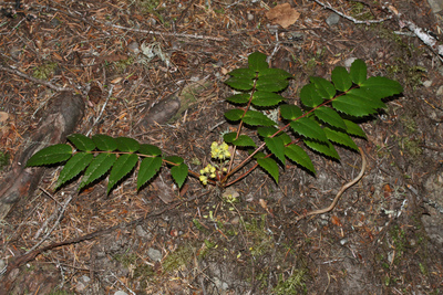 Mahonia nervosa