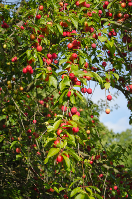 Prunus cerasifera