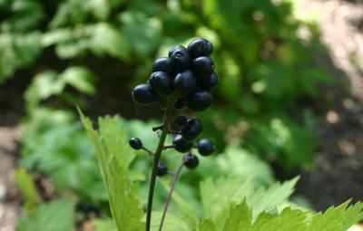 Actaea spicata