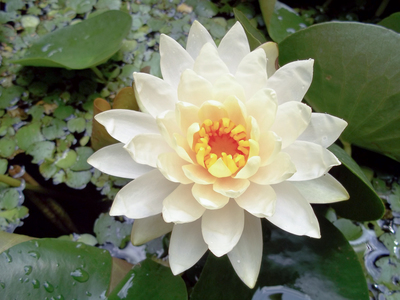 Nymphaea odorata