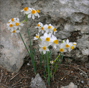Bunchflower Daffodil
