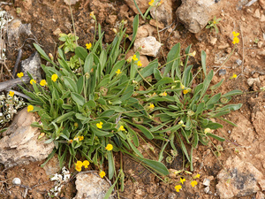 Prickly scorpion's-tail