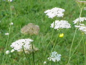 Meadow Parsley