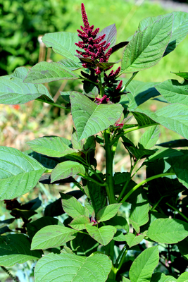 Amaranthus hypochondriacus