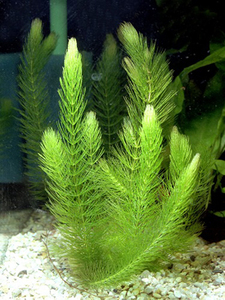 Hornwort