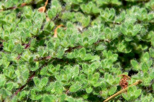 Woolly Thyme