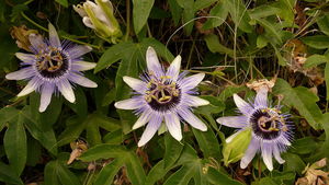 Passion Flower