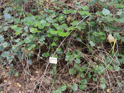 Rubus sieboldii