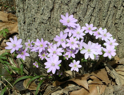 Hepatica acutiloba