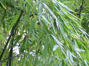 Golden Bamboo