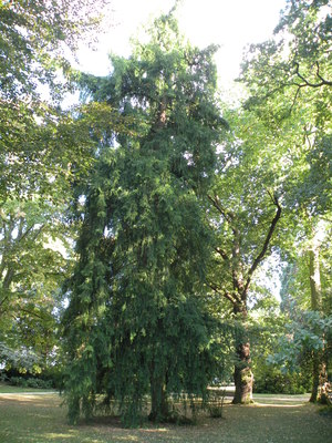 Torreya californica