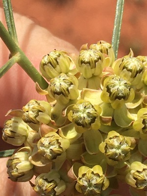 Engelmann's milkweed flower in Oklahoma
