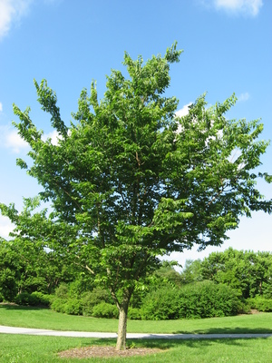 Celtis occidentalis