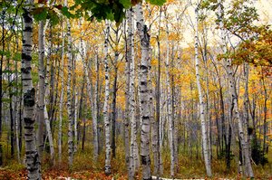 Paper Birch