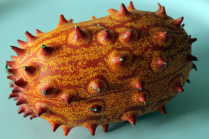 Cucumis metuliferus