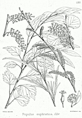 Populus euphratica