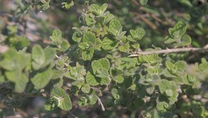 Origanum vulgare