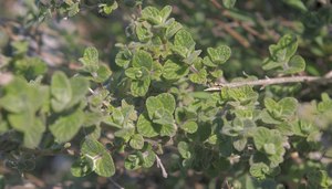 Oregano