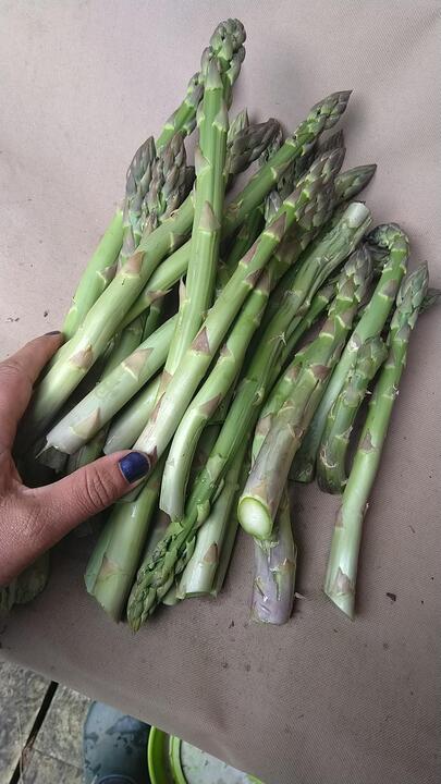 Moar asparagus!