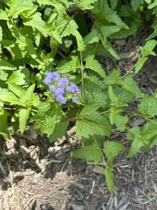 Blue mistflower