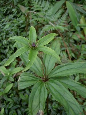 Paris polyphylla