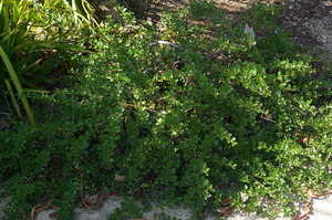 Cropleaf Ceanothus