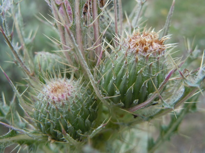 Cirsium brevistylum