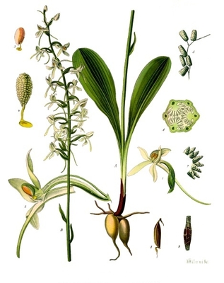 Platanthera bifolia