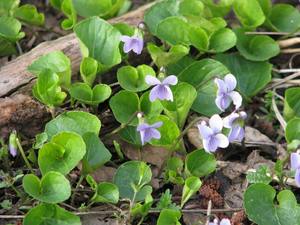 Dwarf Marsh Violet