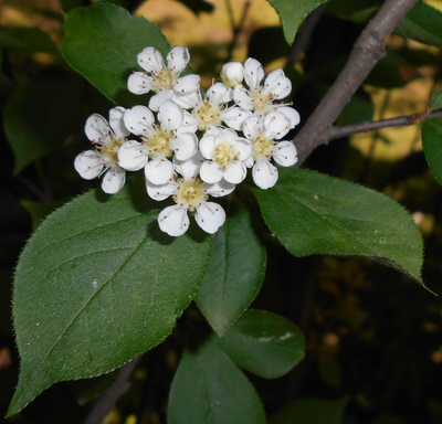 Photinia villosa