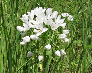 Daffodil Garlic