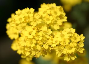 Golden Alyssum