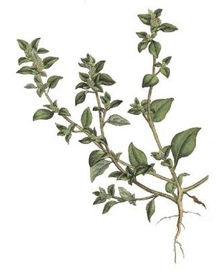 Chenopodium vulvaria