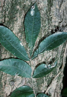 Carya aquatica