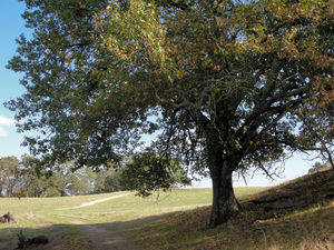 Californian Black Oak