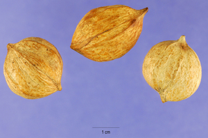 Mockernut