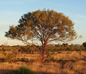 Mulga Acacia