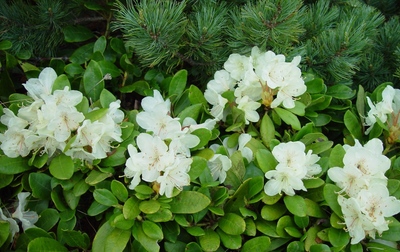 Rhododendron aureum