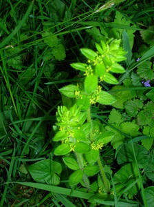 Crosswort