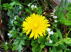 Korean dandelion