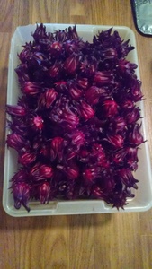 Roselle 25 seeds