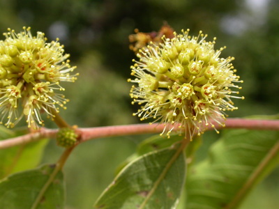 Anogeissus leiocarpa