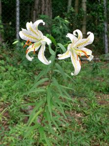 Golden-Rayed Lily