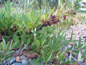 Dwarf American Cherry