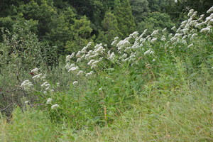 Eupatorium lindleyanum