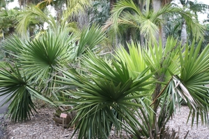 Bush Palmetto