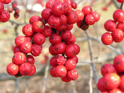 Ilex verticillata